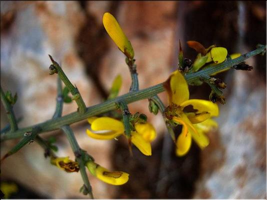 genista_scorpius1