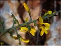 genista_scorpius1