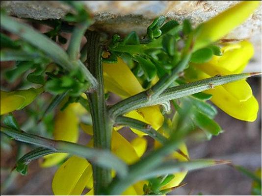 genista_scorpius2
