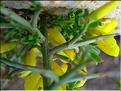 genista_scorpius2