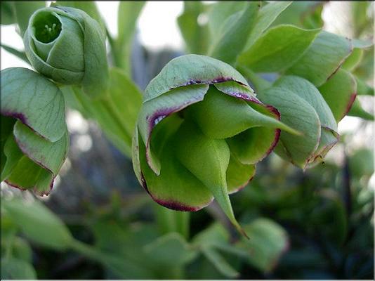 helleborus_foetidus1
