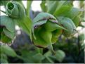 helleborus_foetidus1