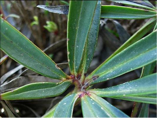 helleborus_foetidus2