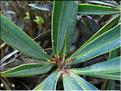 helleborus_foetidus2