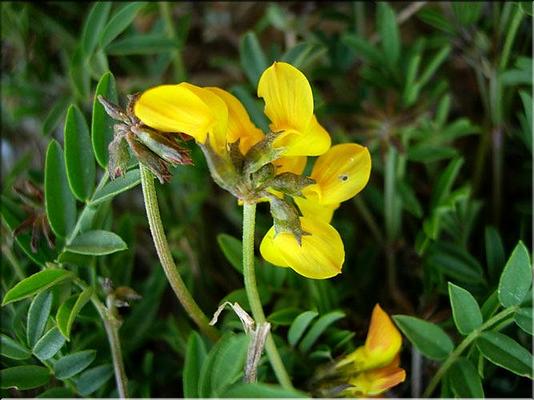 hippocrepis_comosa
