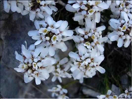 iberis_saxatilis