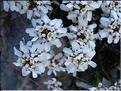 iberis_saxatilis