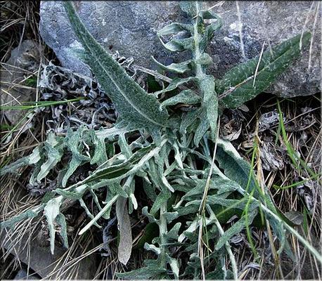 leuzea_conifera