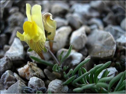 linaria_supina1