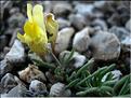 linaria_supina1