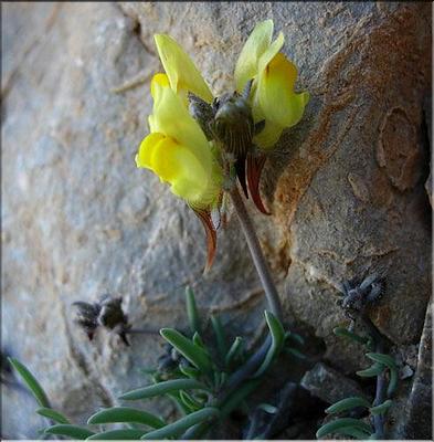 linaria_supina2