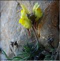 linaria_supina2