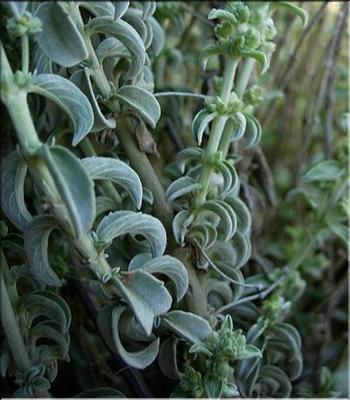 mercurialis_tomentosa