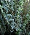 mercurialis_tomentosa