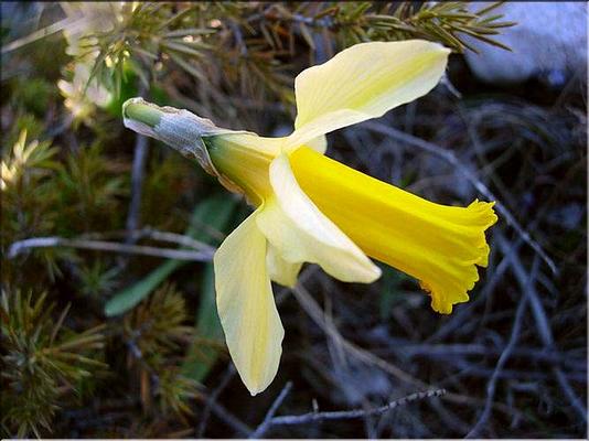 narcissus_pseudonarcissus1