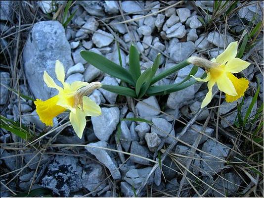 narcissus_pseudonarcissus2
