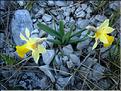 narcissus_pseudonarcissus2