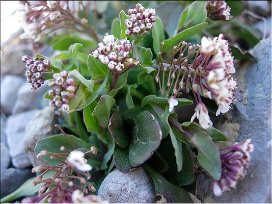 noccaea_caerulescens_occitanica