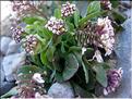 noccaea_caerulescens_occitanica