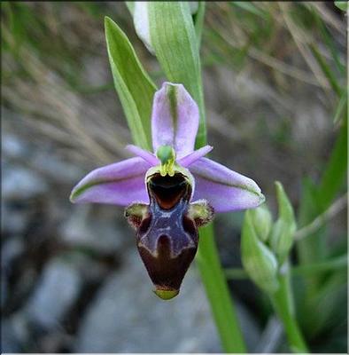 ophrys_scolopax
