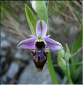 ophrys_scolopax