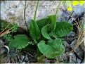 primula_veris_canescens1