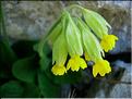 primula_veris_canescens2