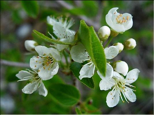 prunus_mahaleb1