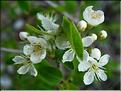 prunus_mahaleb1