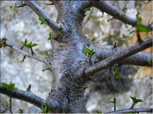 prunus_mahaleb2