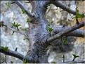 prunus_mahaleb2