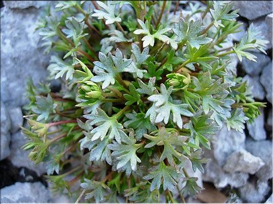 saxifraga_fragilis