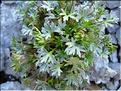 saxifraga_fragilis