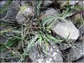 scorzonera_crispatula