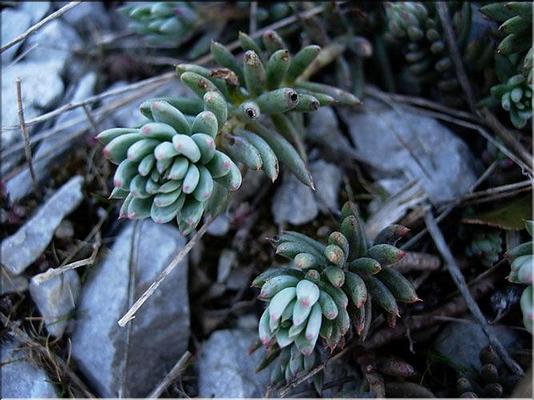 sedum_sediforme