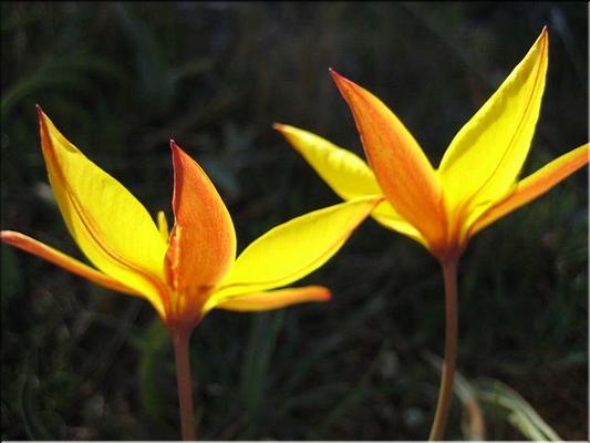 tulipa_sylvestris_australis