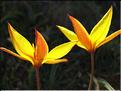 tulipa_sylvestris_australis