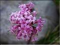 valeriana_tuberosa