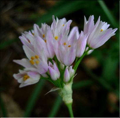 allium_roseum1078