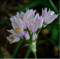 allium_roseum1078