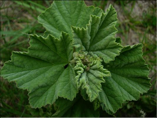 lavatera_arborea1134