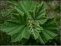 lavatera_arborea1134