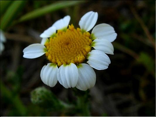 anacyclus_clavatus1032