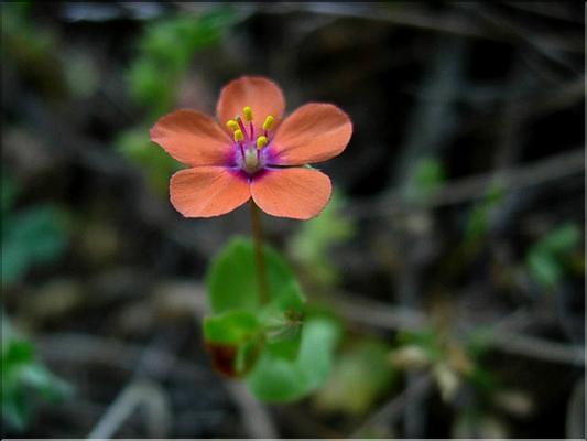 anagallis_arvensis1055