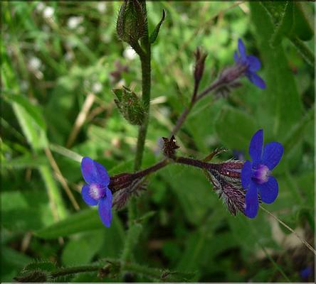 anchusa_azurea2_1107