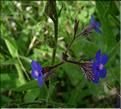 anchusa_azurea2_1107