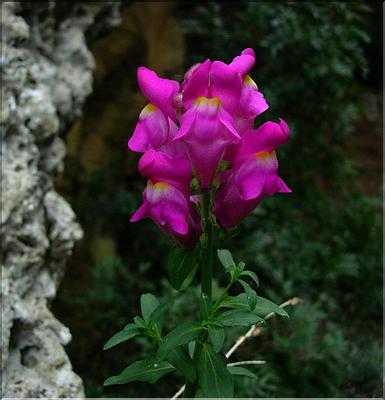antirhinum_majus1143