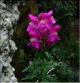 antirhinum_majus1143