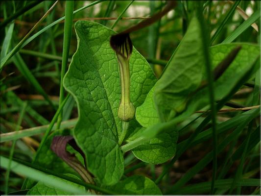aristolochia_rotundifolia11