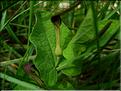 aristolochia_rotundifolia11